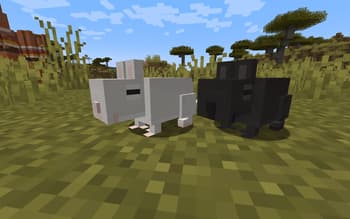 Vanilla Degus screenshot