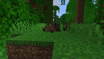 Wild Wonders screenshot