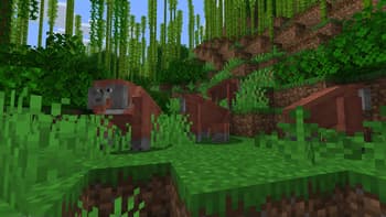 Wild Wonders screenshot