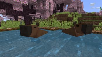 Wild Wonders screenshot