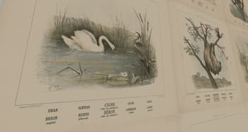 Vintage Animal Paintings Pack screenshot
