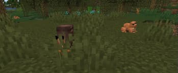 Lovely Snails screenshot