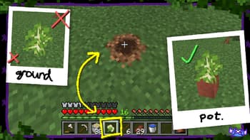 axy's Sapling Seeds screenshot