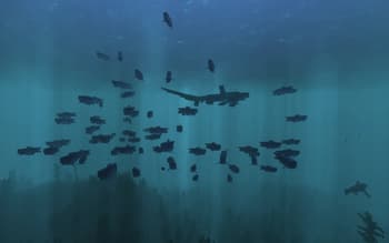 Ben's Sharks screenshot