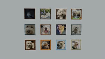 Kiwi Paintings screenshot
