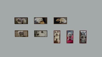 Kiwi Paintings screenshot