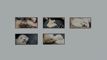 Kiwi Paintings screenshot