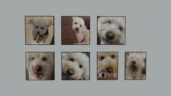 Kiwi Paintings screenshot