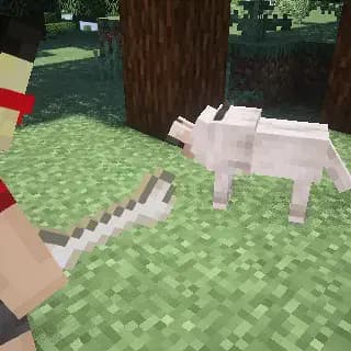 Shiba-dog screenshot