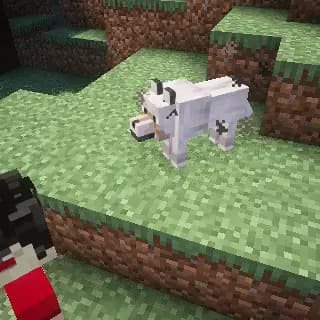 Shiba-dog screenshot