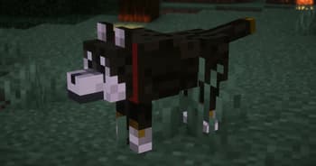 Shiba-dog screenshot