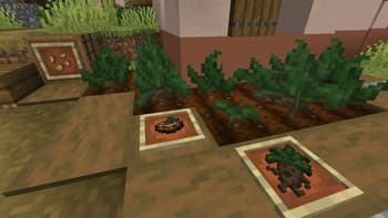 Beetroots to Mandrakes screenshot