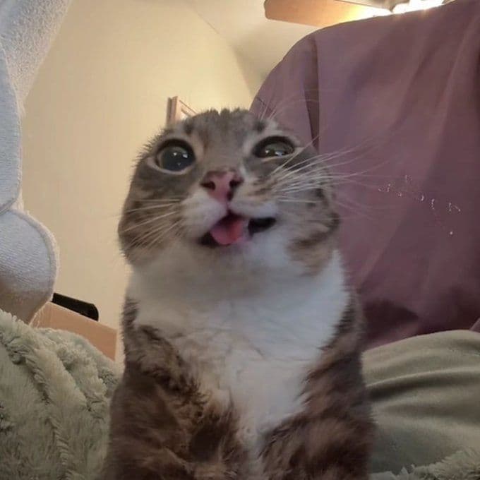 Cute Cat screenshot